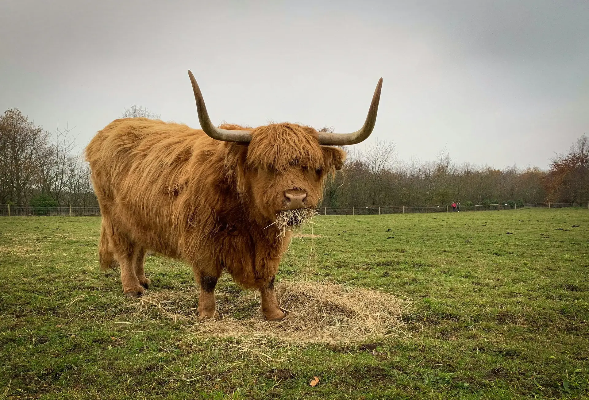 A Longhorn Cow in the Scottish Highlands